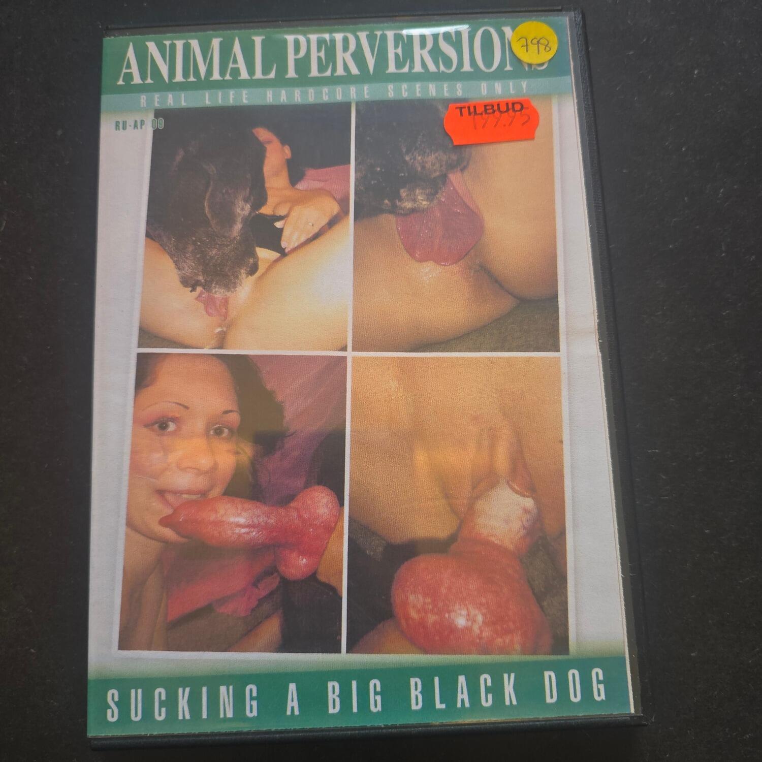 Sucking   Big Black Dog